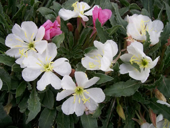 Oenothera 