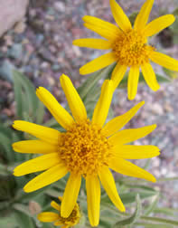 Arnica sororia