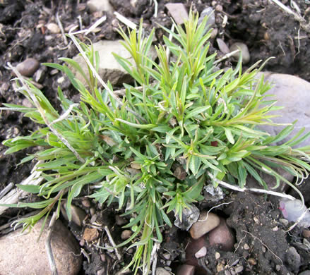Campanula rotundifolia