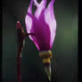 Dodecatheon conjugens