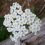 Achillea millefolium