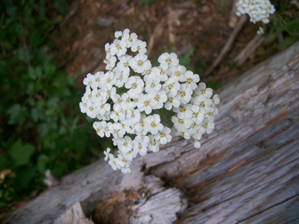 White Yarrow