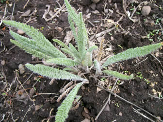 Achillea millefolium