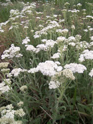 Achillea millefolium