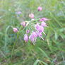 Allium cernuum