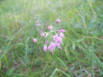 Nodding Onion