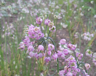 Allium cernuum
