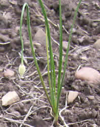 allium cernuum