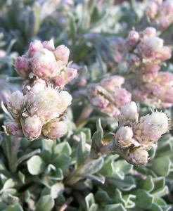 antennaria microphylla