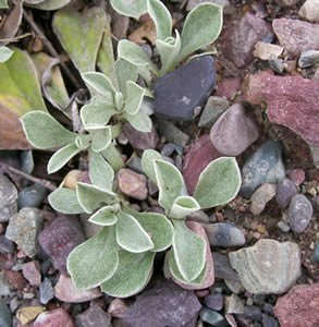 Antennaria microphylla