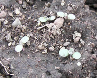 arabis holboellii