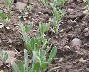 arabis holboellii