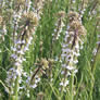Arabis holboellii
