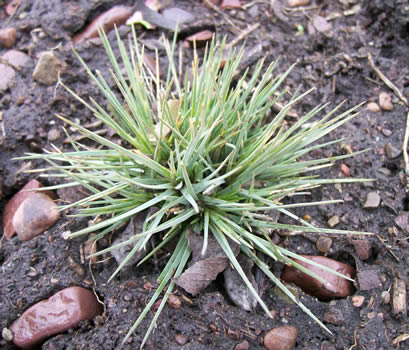 Arenaria congesta