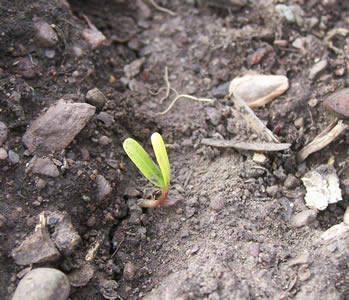 Asclepias seedling