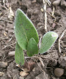Balsamorhiza sagittata