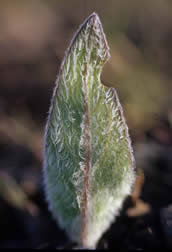 Balsamorhiza sagittata