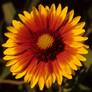 Gaillardia aristata