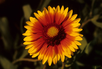 blanket flower