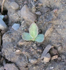 Gaillardia aristata