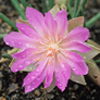 Lewisia rediviva