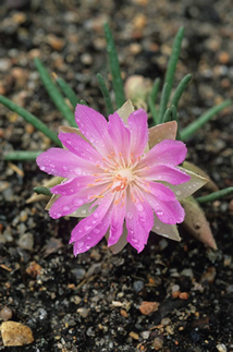 Bitterroot