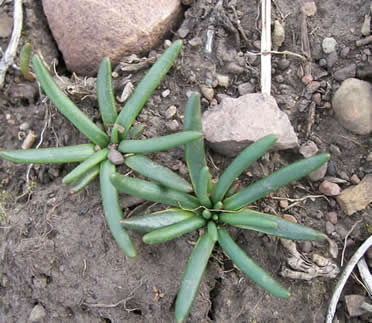 Lewisia rediviva