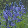 Camassia quamash