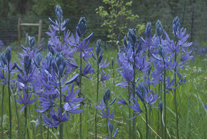 Camassia quamash