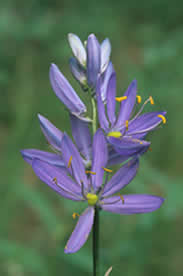 Camassia quamash