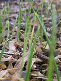 camassia quamash
