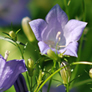 Campanula rotundifolia