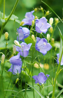 Campanula rotundifolia