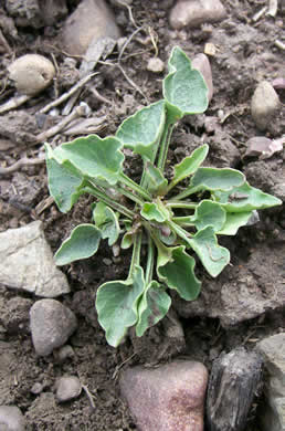 Campanula rotundifolia