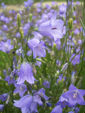 Campanula rotundifolia