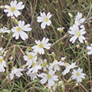 Cerastium arvense