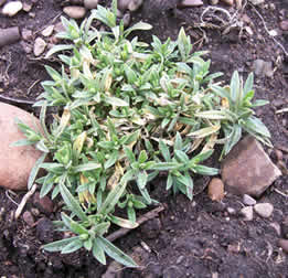 Cerastium arvense