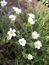 cerastium arvense