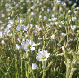 Cerastium arvense