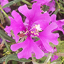 Clarkia pulchella
