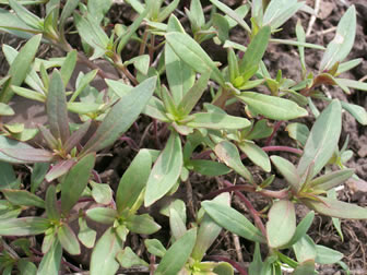 clarkia