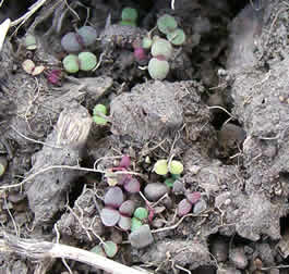 Clarkia pulchella