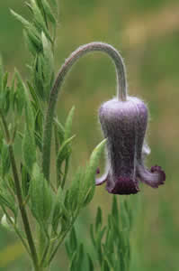Clematis hirsutissima