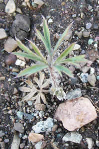 Clematis hirsutissima