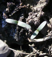 Cleome serrulata