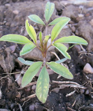 Cleome serrulata
