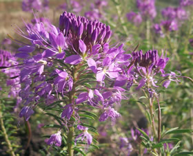 Cleome serrulata