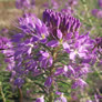 Cleome serrulata