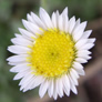 Erigeron compositus