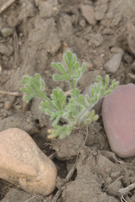 Erigeron compositus